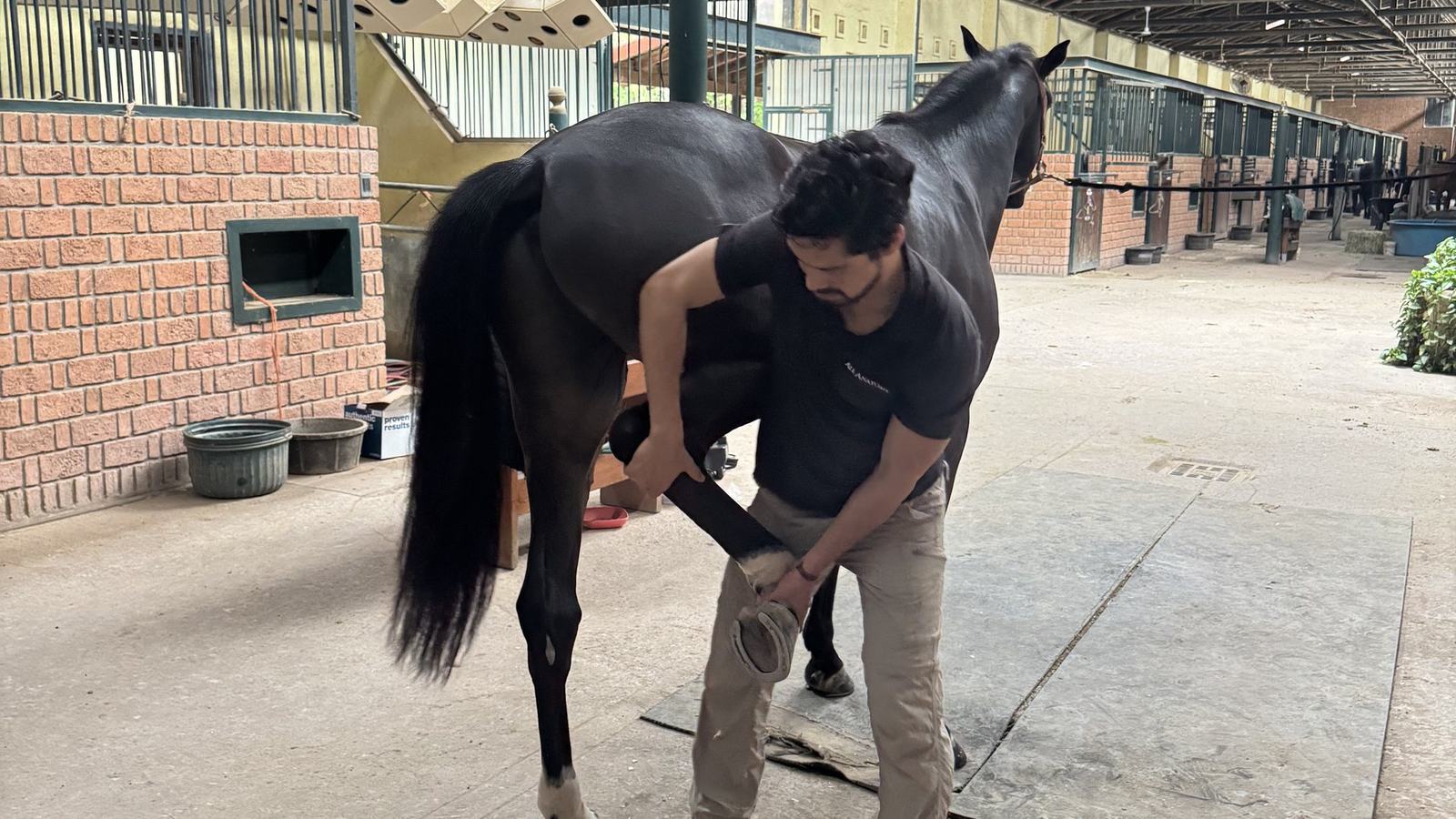 Edgar trabaja en el casco posterior de un caballo castaño en el pasillo de caballerizas