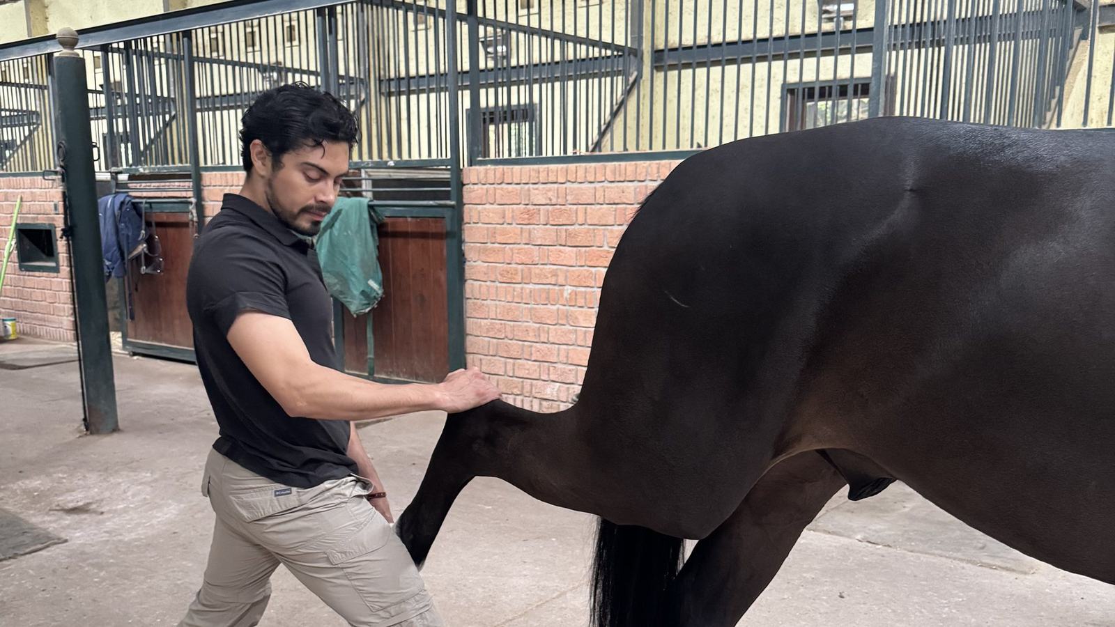 Edgar estira el miembro posterior de un caballo castaño en una caballeriza techada